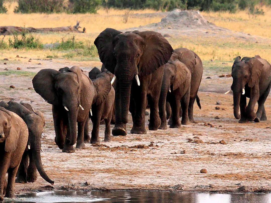 Herd of elephants gathered near a waterhole.