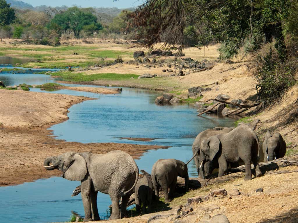 Elephants roaming around a water pond in Linyanti, Botswana during a wildlife safari experience.