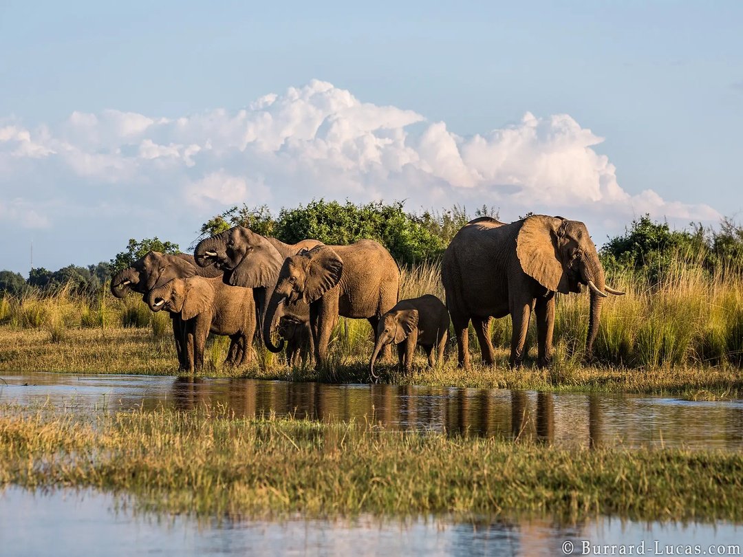 Elephants in Lower Zambezi National Park, Zambia.