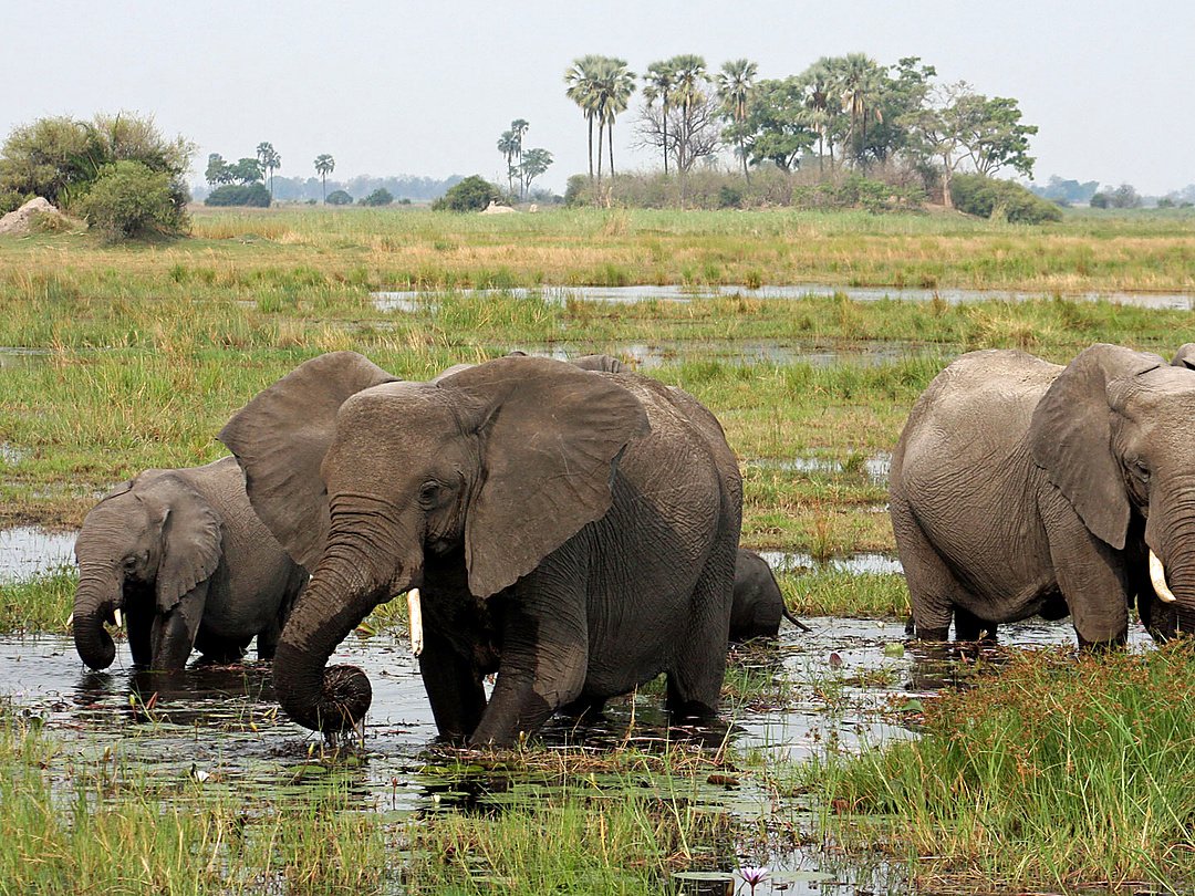 Herd of elephants moving through wetland grasslands in Botswana.