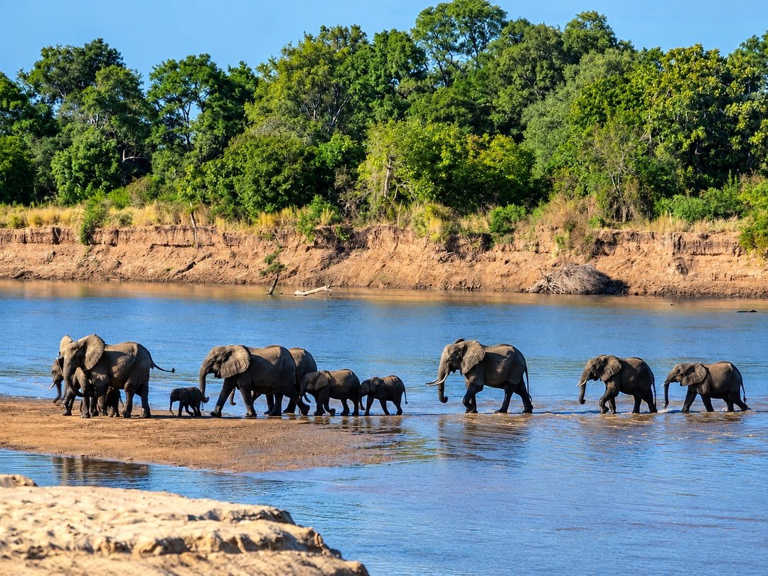 Elephants crossing the Luangwa River in North Luangwa National Park, Zambia.