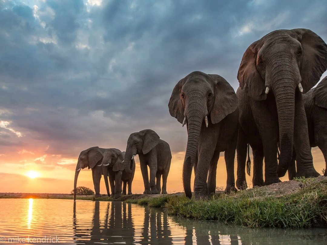 Elephants gathering near water in the Okavango Delta as part of Botswana’s diverse wildlife ecosystem