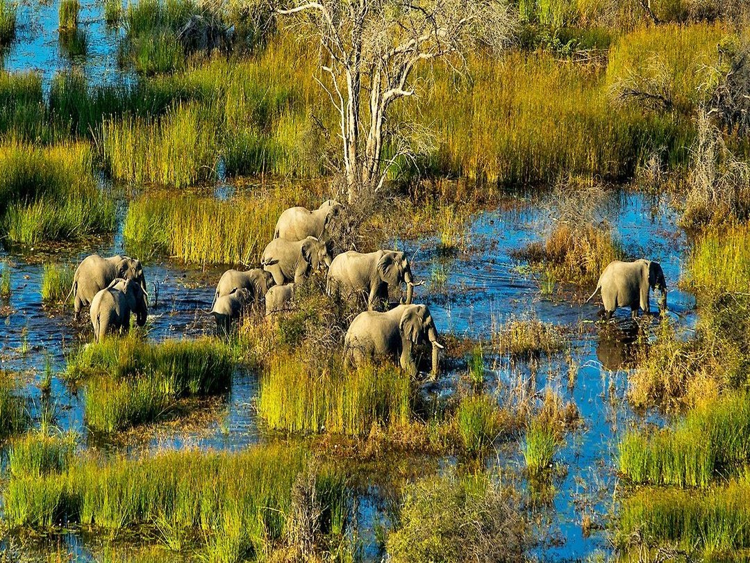 Elephants grazing in the wetlands of the Okavango Delta during a Botswana safari.