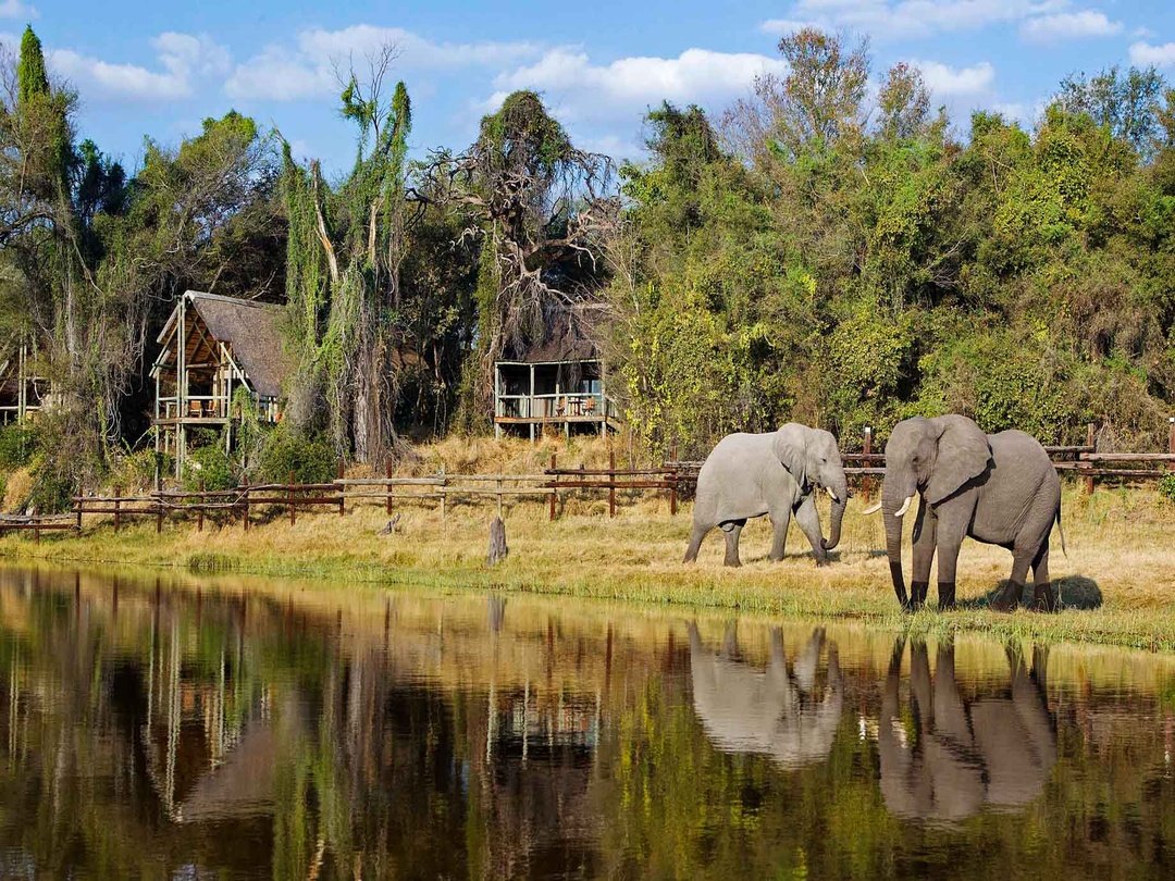 Two African elephants walking beside a waterhole at a Botswana safari lodge