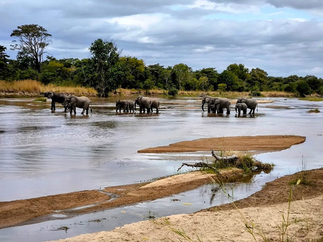 Elephants are among the iconic wildlife species found in South Luangwa National Park Zambia