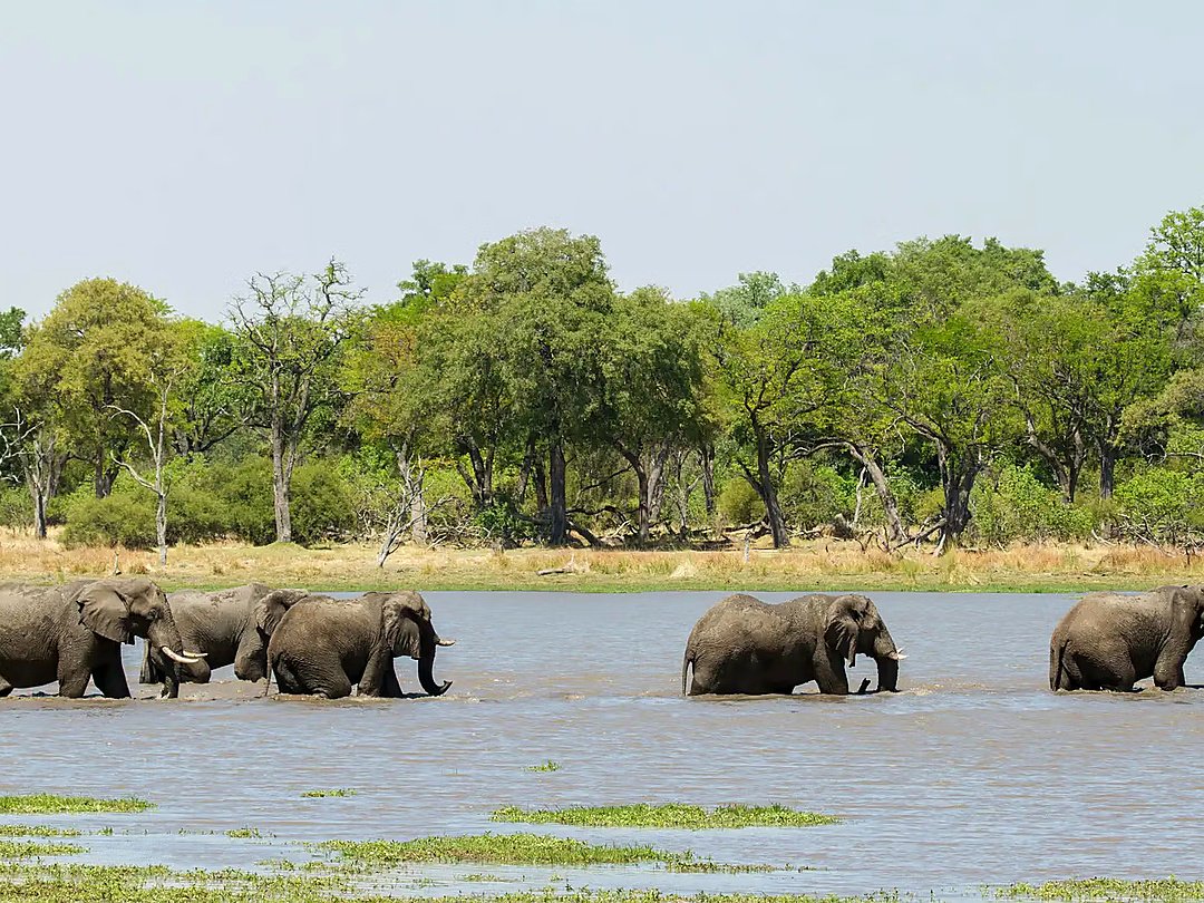 Elephants walking through Xakanaxa Lagoon in Moremi Game Reserve, Botswana.