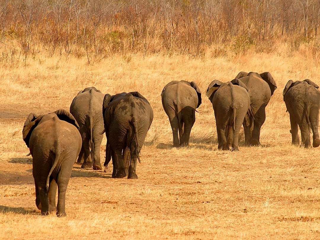 Herd of elephants walking across the dry African savanna.