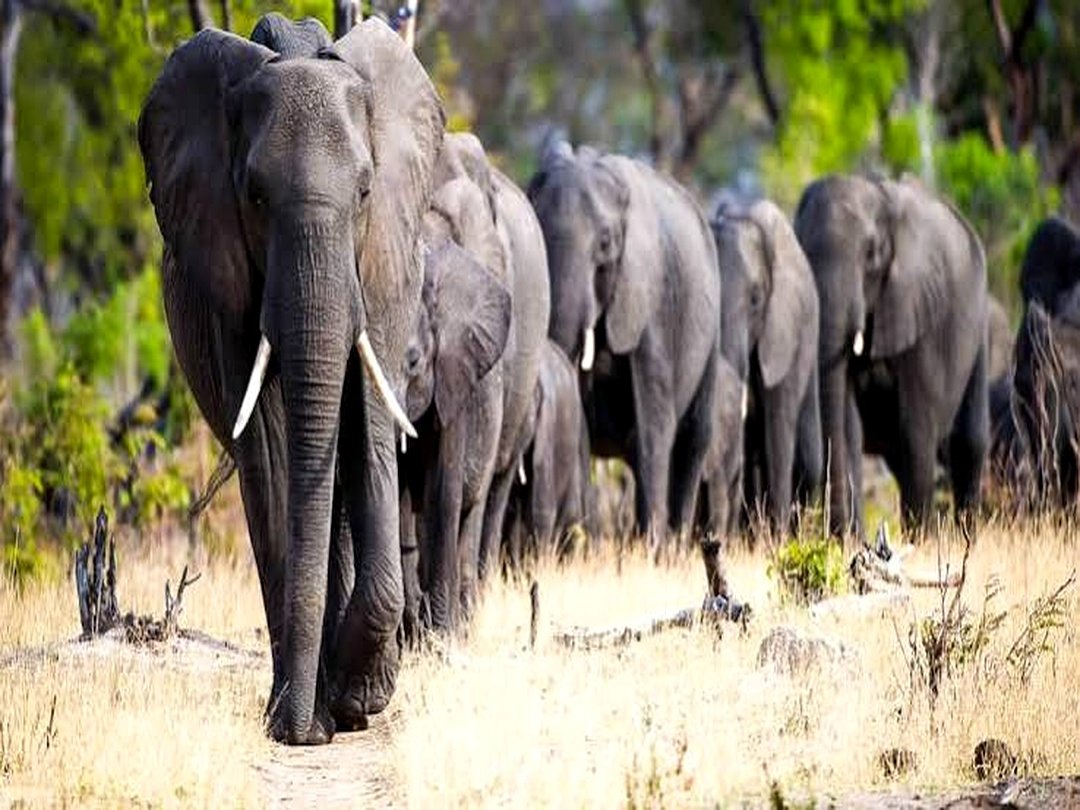 Elephants photographed during a game drive in Hwange National Park, Zimbabwe, during a Victoria Falls and Zimbabwe wildlife safari.