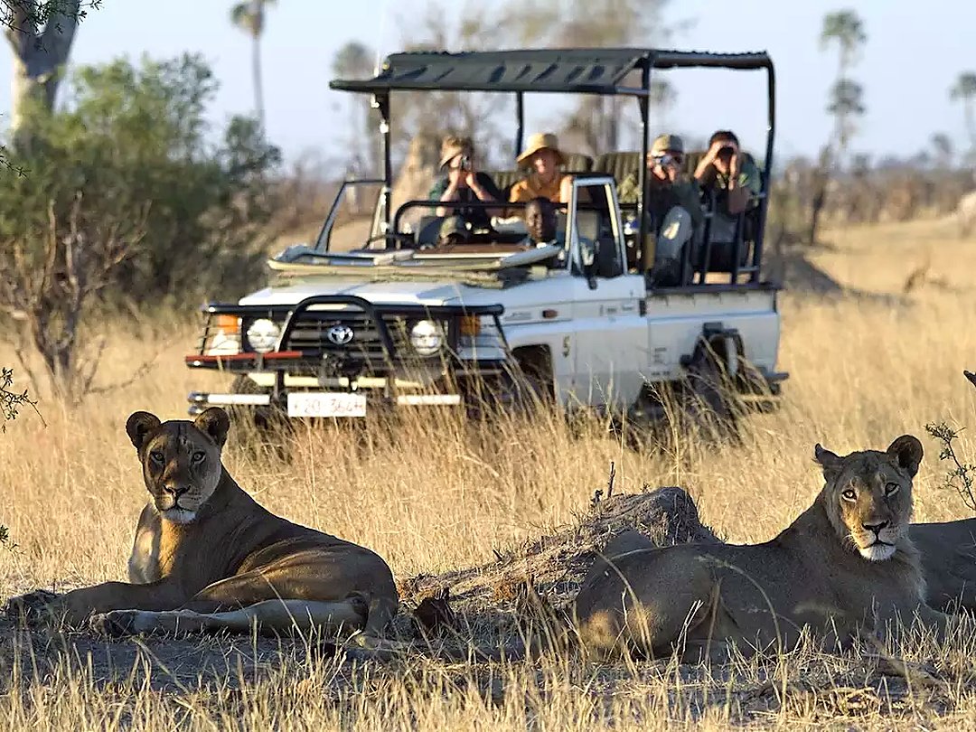 Tourists on a game drive viewing lions in the African savanna.
