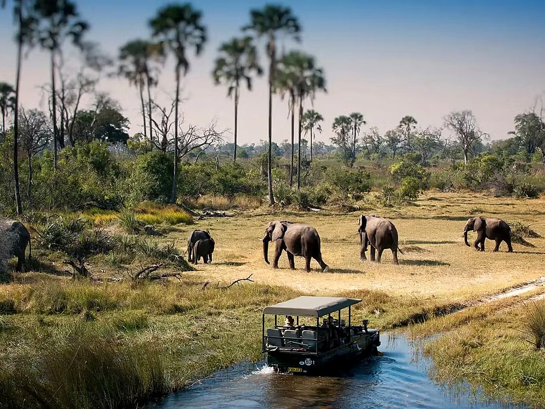 Tourists enjoying a game drive while viewing elephants in Moremi Game Reserve, Botswana.