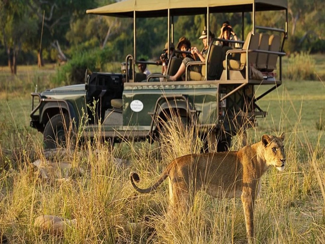 Tourists encountering lions during a game drive in North Luangwa National Park, Zambia