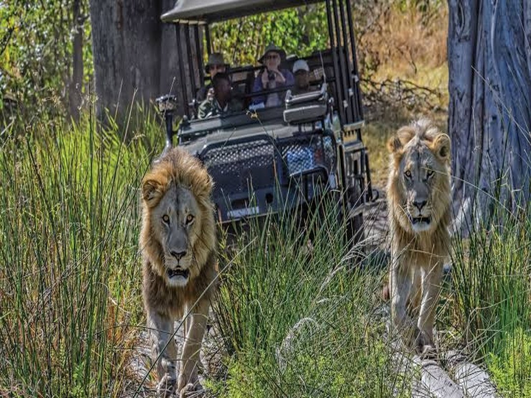 Tourists enjoying a game drive in the Okavango Delta while watching elephants in Botswana