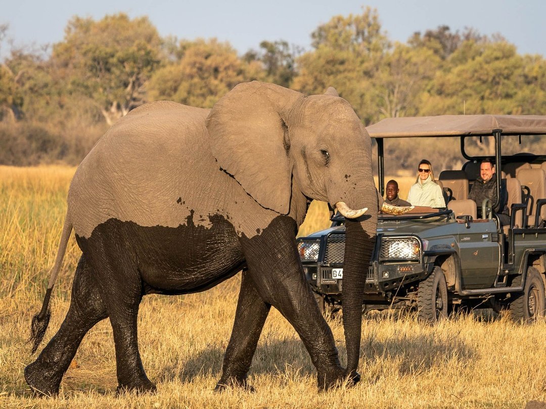 Tourists enjoying a game drive in Savuti, Botswana during the dry season