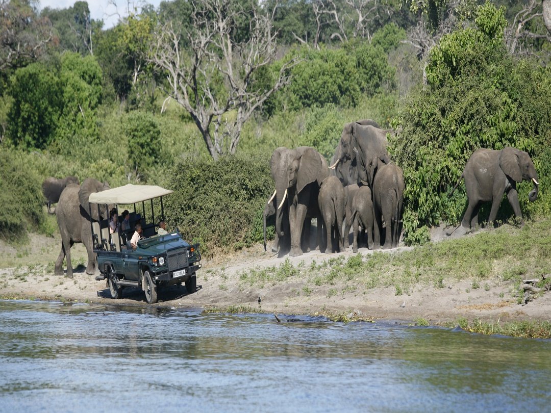 Tourists enjoying a game drive in Chobe National Park while viewing elephants in their natural habitat.