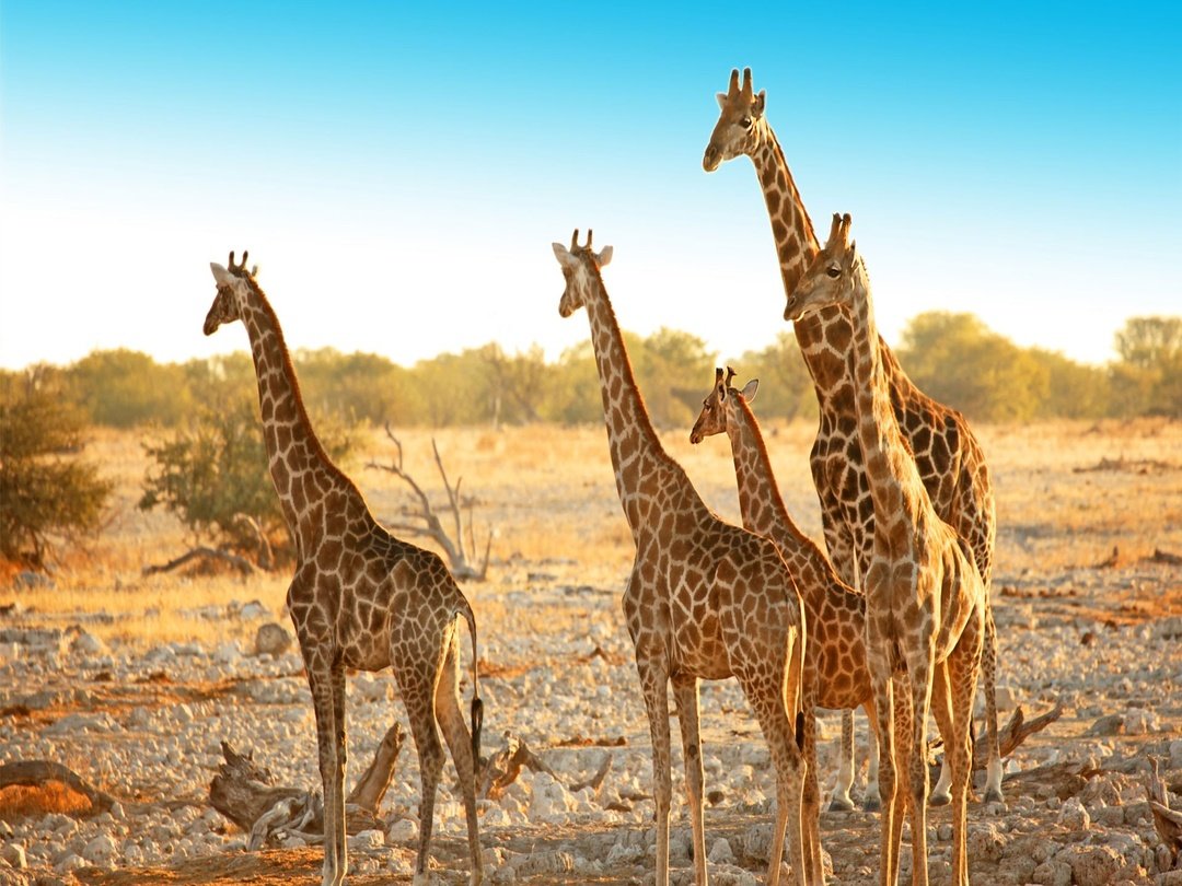 Giraffes walking through the dry savannah landscape of Etosha National Park in Namibia