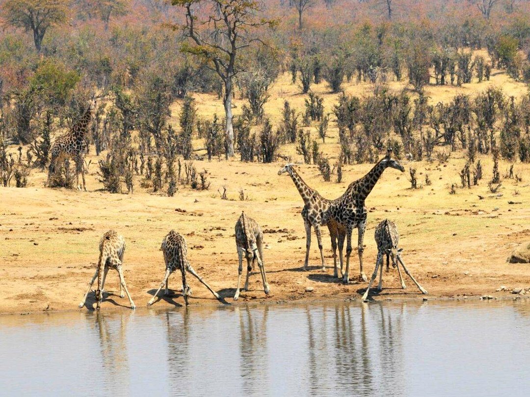 Giraffes in Hwange National Park gathering at a waterhole to drink during a wildlife safari.