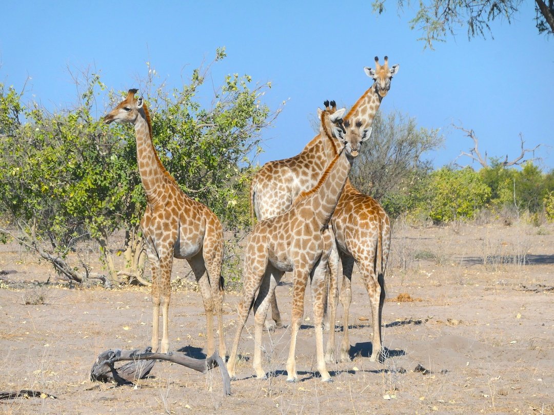 Giraffes in Savuti, Botswana during a wildlife safari