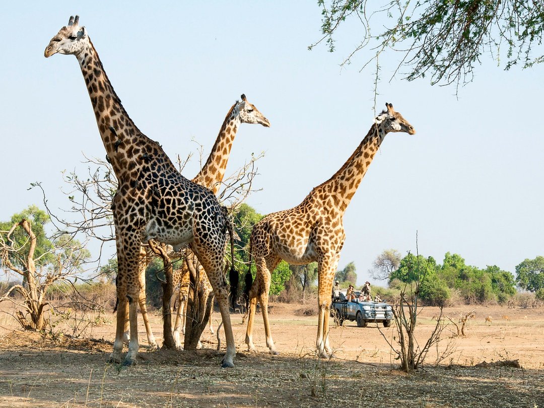 Giraffes in South Luangwa National Park sighted during a Victoria Falls and Zambia safari.
