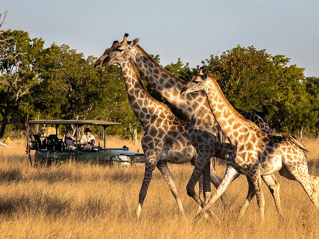 Tourists viewing giraffes during a game drive in the African savanna.