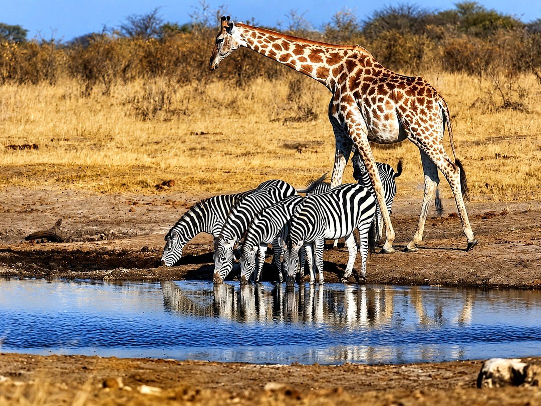 Giraffe and zebras drinking at a waterhole in Gonarezhou National Park.