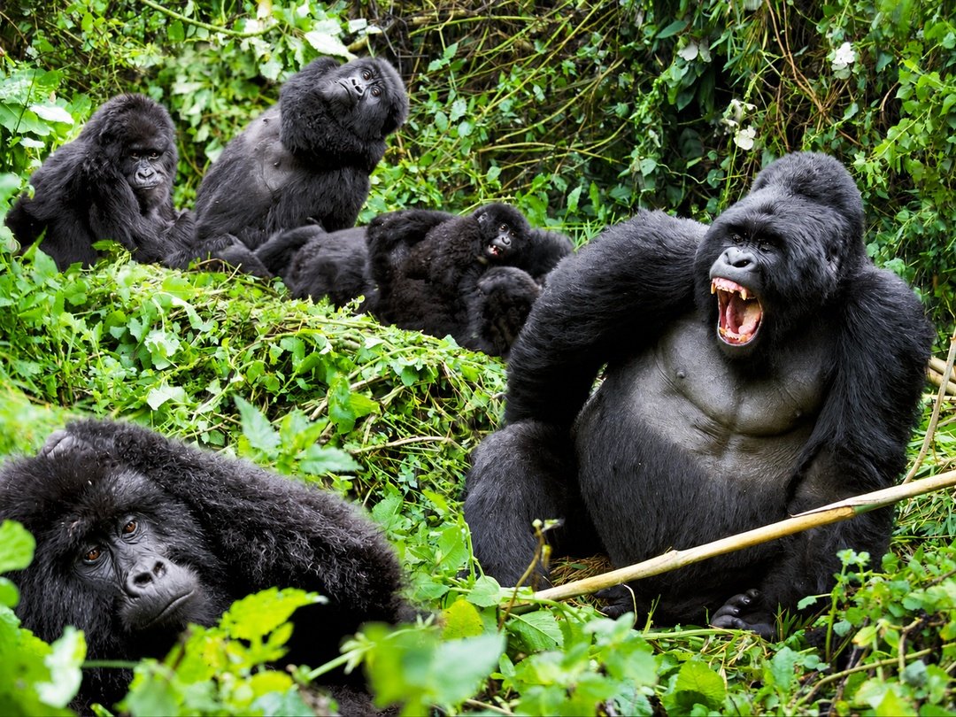 Gorilla family encountered during a 3 Days Gorilla Trekking Group Joining Safari in Uganda with Pieland Gorilla Safaris