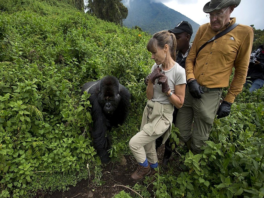 Tourists encountering mountain gorillas in Uganda during their unforgettable gorilla trekking experience in the lush Bwindi Impenetrable Forest.