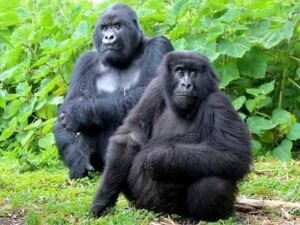 Mountain gorillas in Bwindi Impenetrable National Park Uganda