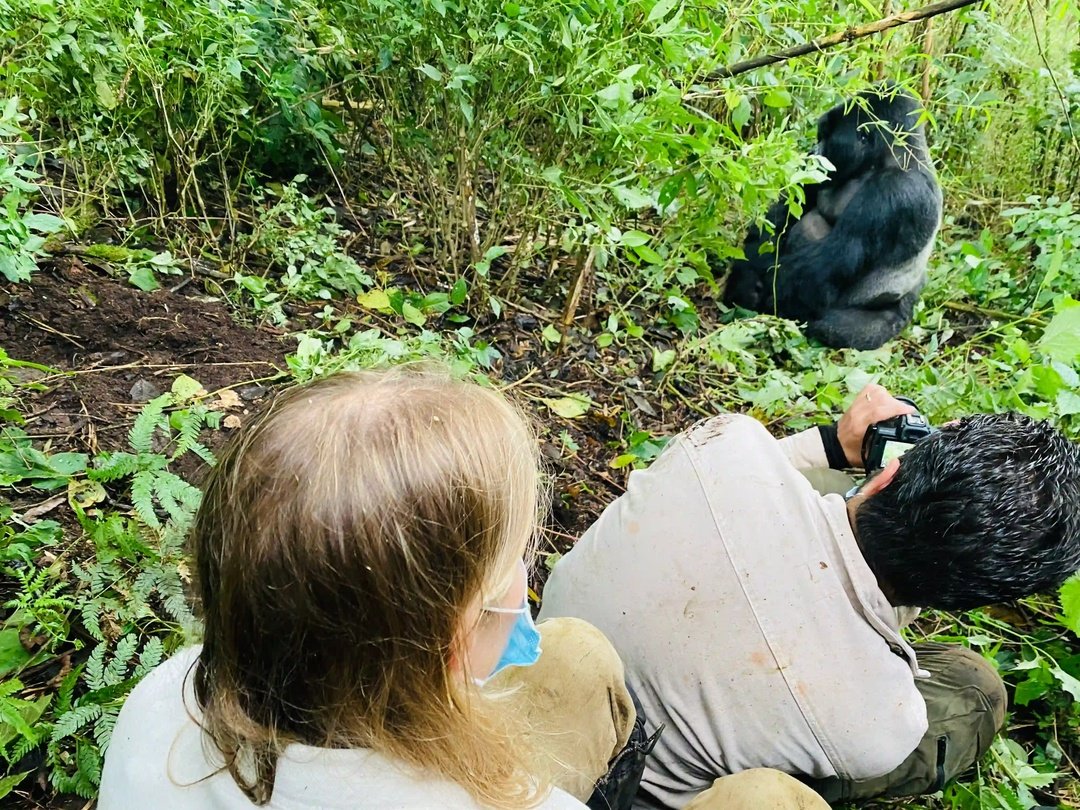 Tourists photographing mountain gorillas during a gorilla trekking experience in Bwindi Impenetrable National Park, Uganda, on an 8 Days Group Joining Uganda Safari.