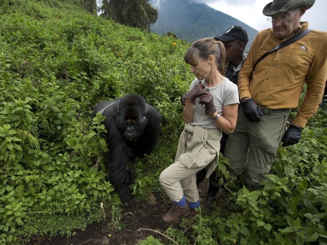 Tourists trekking through Bwindi Impenetrable National Park in Uganda during an 8 Days Group Joining Uganda Safari gorilla trekking experience