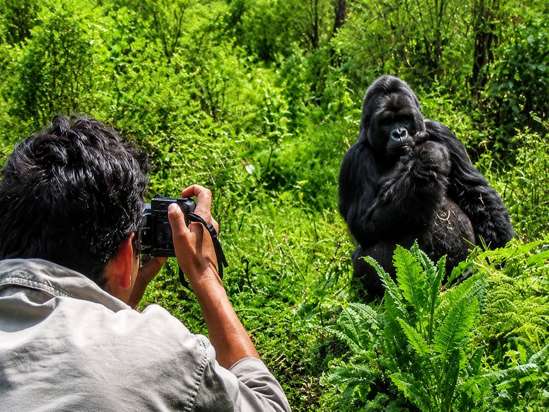 Tourists enjoying gorilla trekking in Rwanda as part of a combined safari with a Southern Africa adventure.