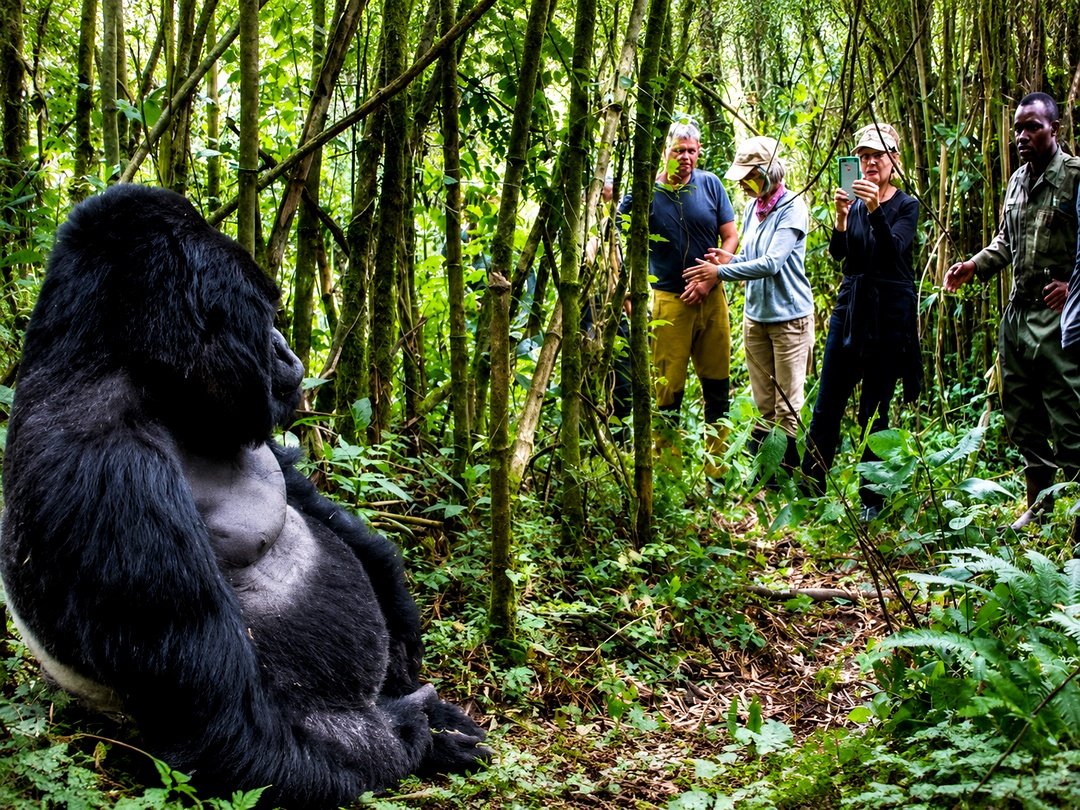 Tourists trekking mountain gorillas in Rwanda as part of an Africa safari combined with Victoria Falls.