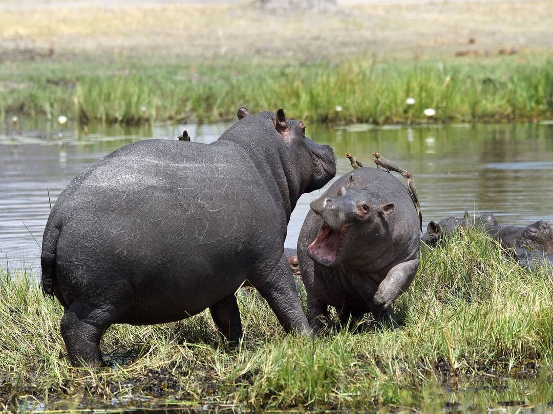 Hippos in Khwai, Botswana during a wildlife safari