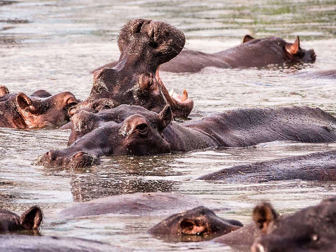 Hippos resting in the water in Moremi Game Reserve, Botswana.