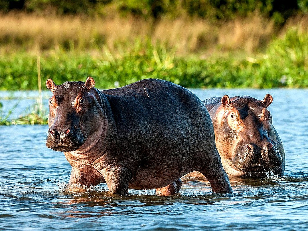 Hippos in the Zambezi River during a sunset cruise near Victoria Falls, offering an exciting wildlife encounter for tourists