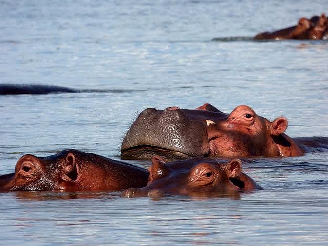 Hippos resting in the waters of the Zambezi River.