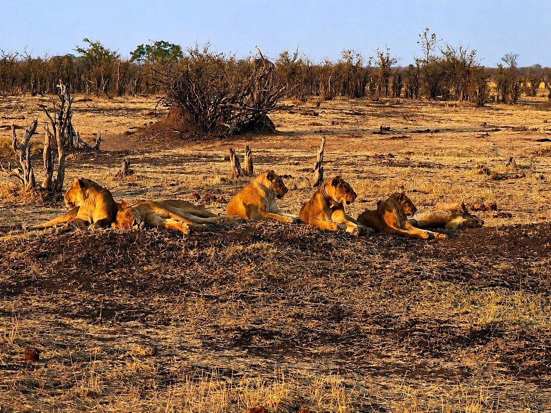 Lions in Hwange National Park which is located near Victoria Falls.