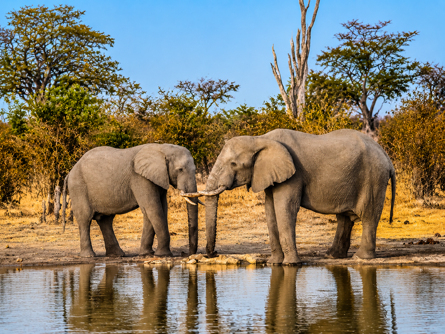 Elephants in Hwange National Park during a Victoria Falls and Zimbabwe wildlife safari.