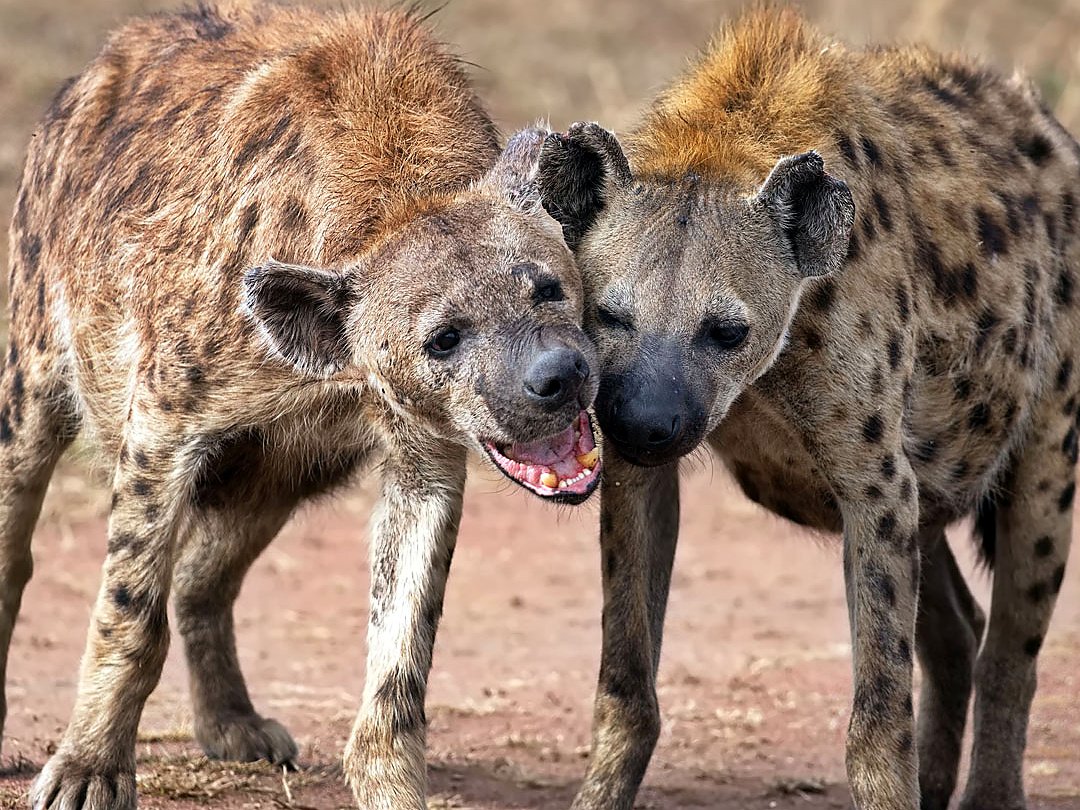 Spotted hyenas standing together in the African savanna.