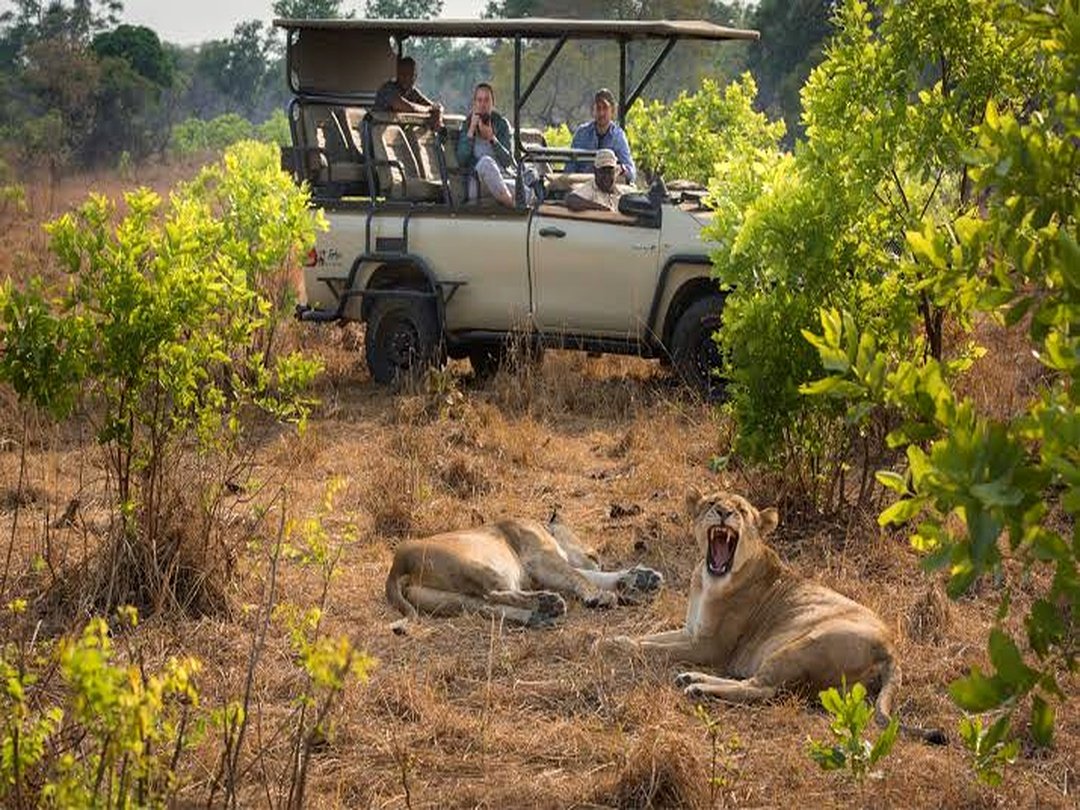 Lions in Kafue National Park during a Zambia safari experience.