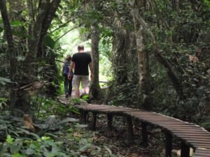 Tourists walking through Kibale Forest during a chimpanzee trekking safari in Uganda