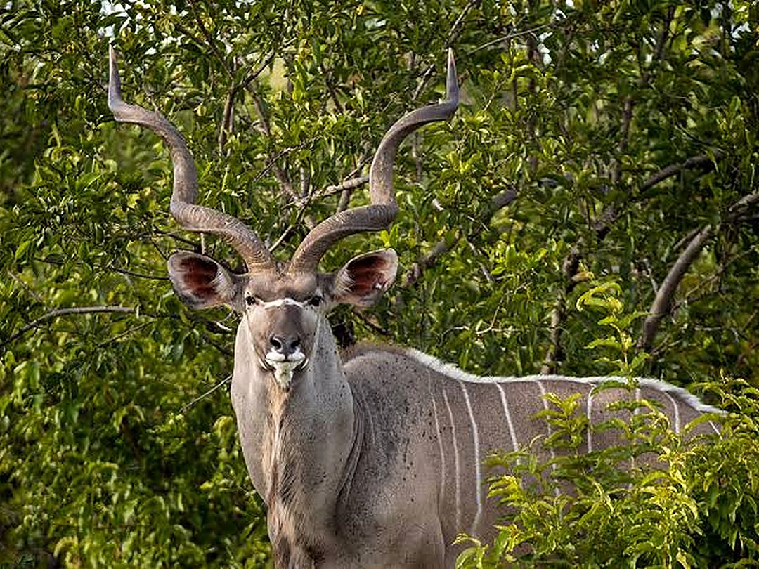 Greater kudu standing among trees and woodland vegetation in the African savanna.