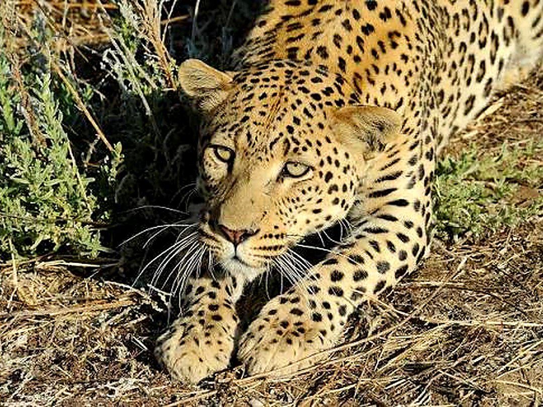 Leopard resting in the vegetation of Hwange National Park, Zimbabwe.