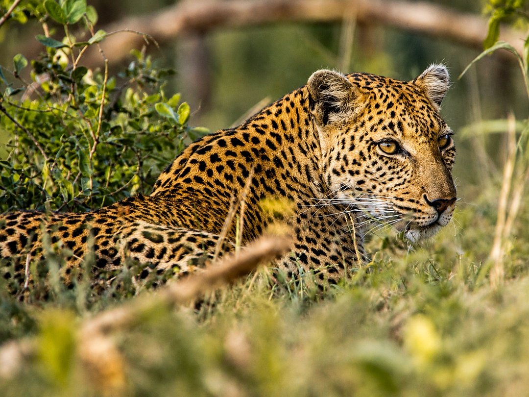Leopard sighted in Moremi Game Reserve, Botswana during a wildlife safari that can be combined with a Victoria Falls adventure.