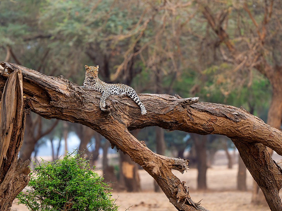 Leopard resting on a fallen tree in the African woodland