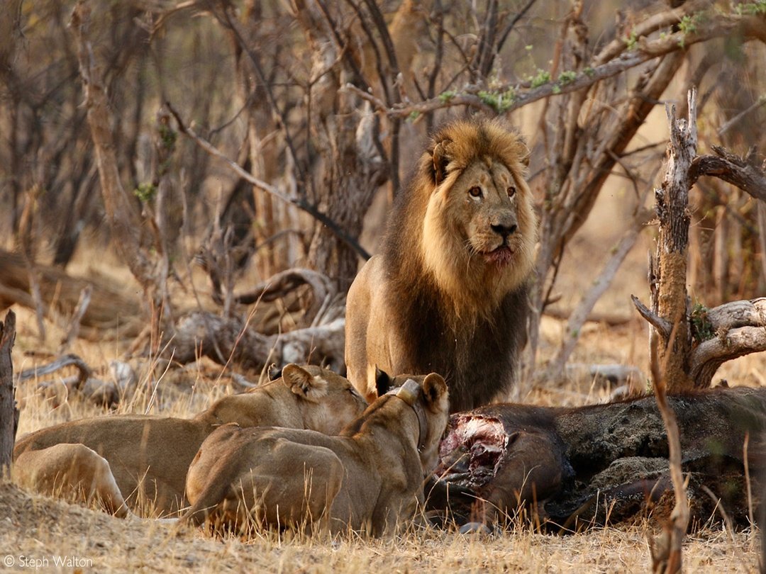Lion and lionesses feeding during a Big Five wildlife safari near Victoria Falls.