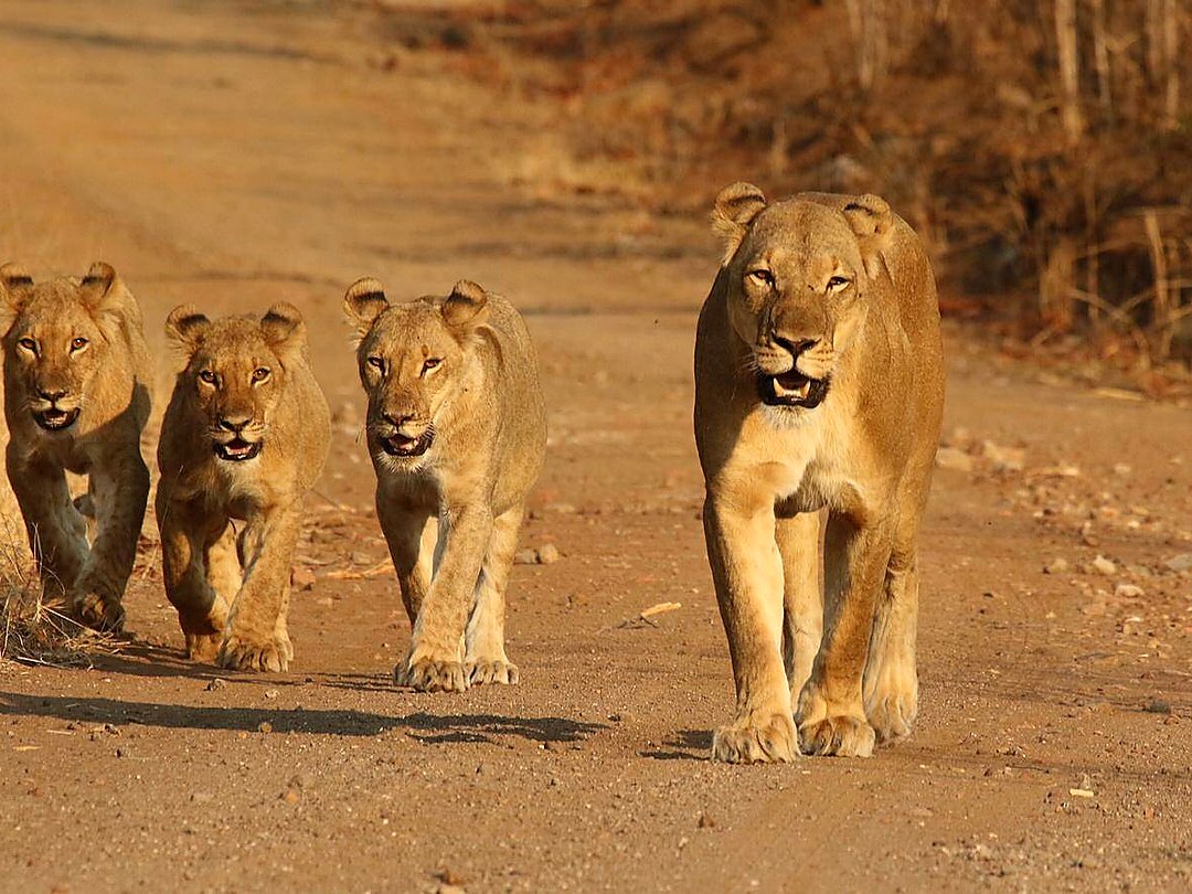Lions walking along a safari track.
