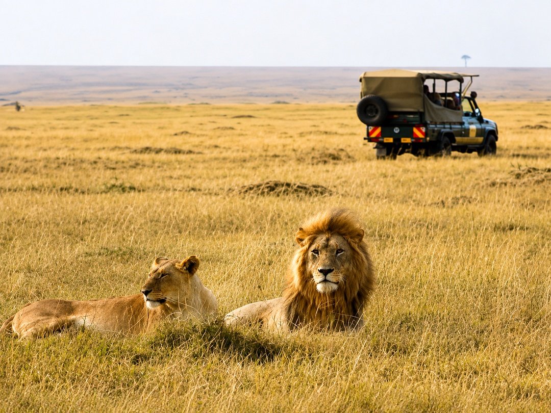 Lion safari experience in Maasai Mara National Reserve combined with a Victoria Falls adventure in Africa.