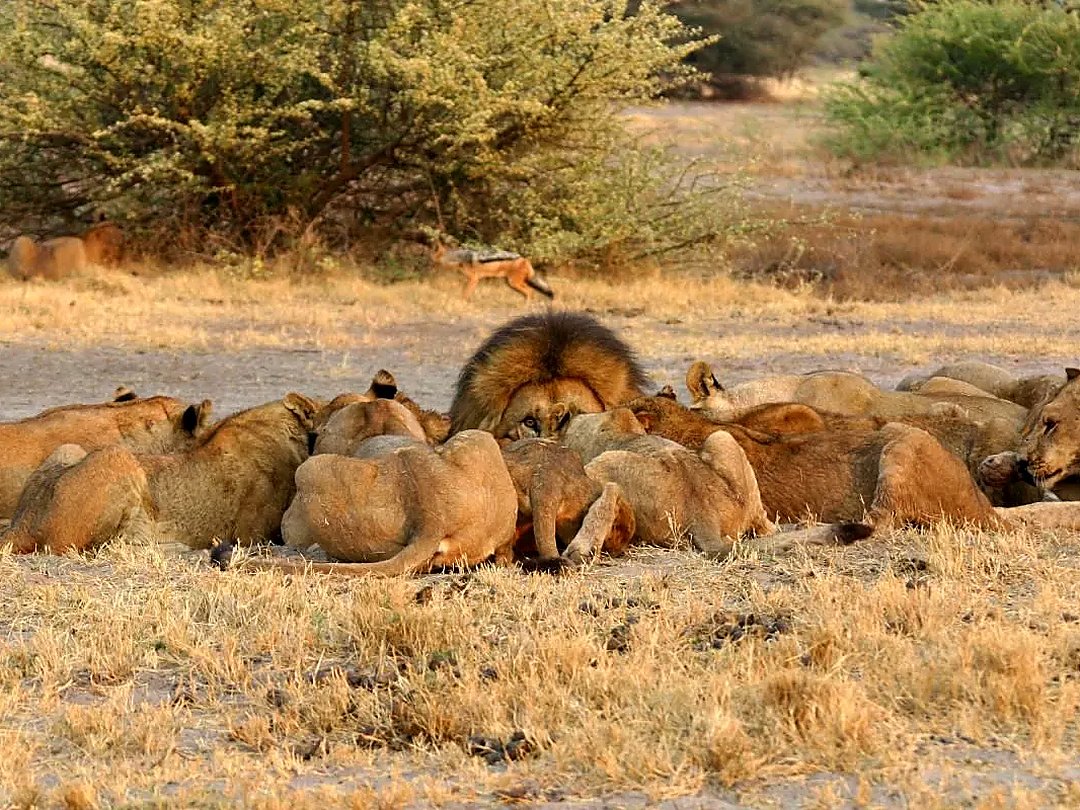 Pride of lions resting in the grasslands of Moremi Game Reserve, Botswana.