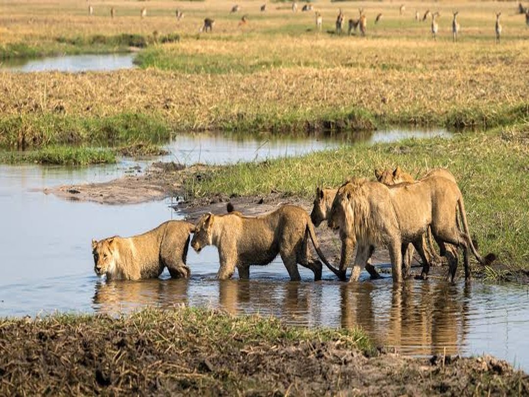 Lions walking through shallow water in the Okavango Delta during a Botswana safari