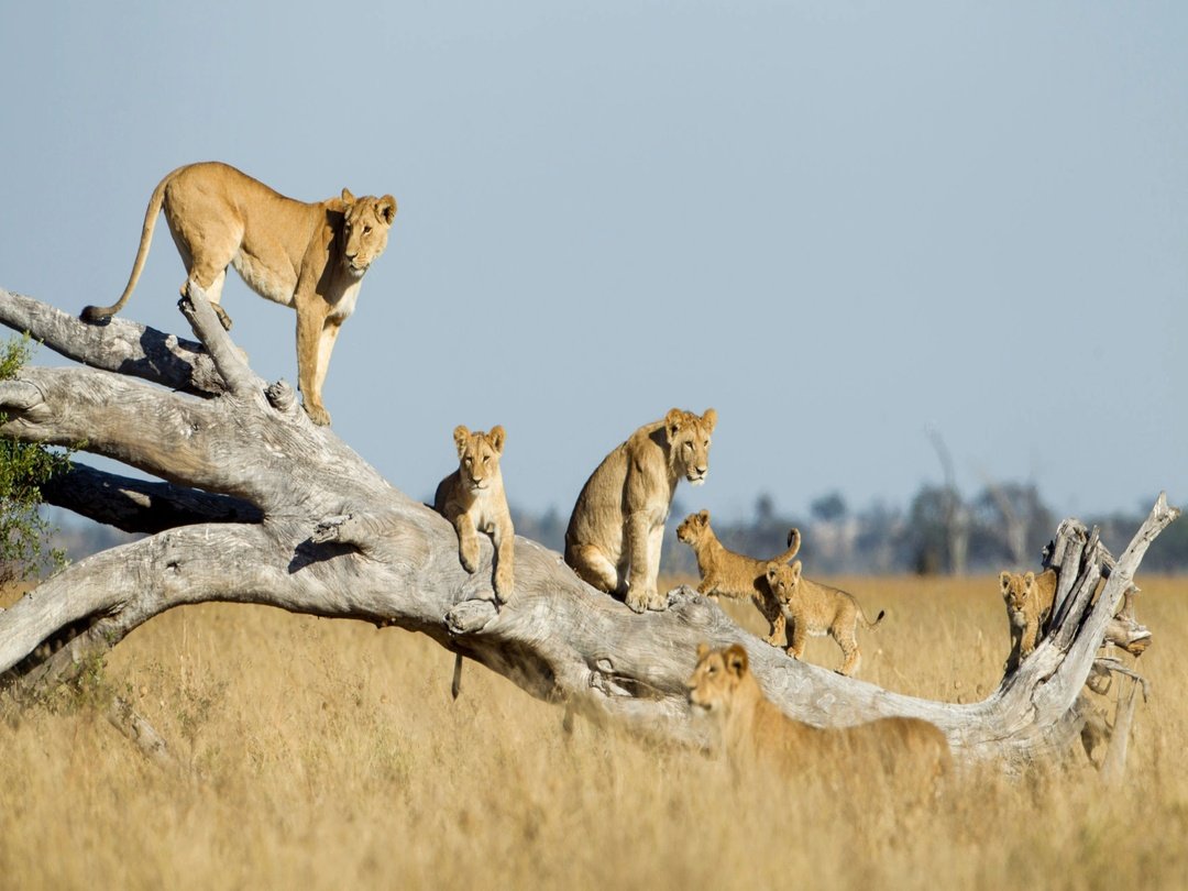 Lions standing on a fallen tree in Savuti, Botswana during a wildlife safari